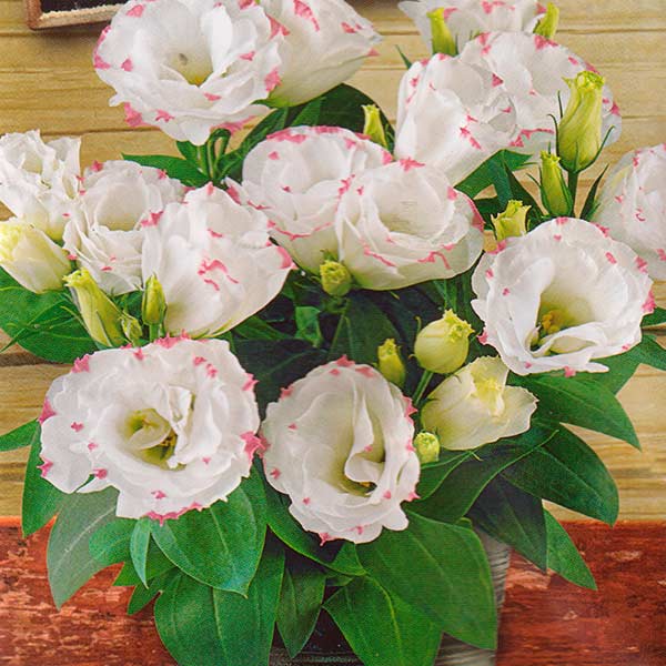 Эустома горшечная крупноцветковая махровая Рози Розовая Пикоти F1, 5 шт. Takii Seed