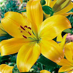 Лилия ЛА-гибрид EL DIVO, 2 шт.