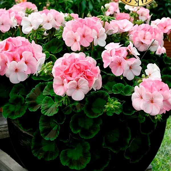 Пеларгония садовая Пинто Премиум Вайт то Роз F1, 5 шт.