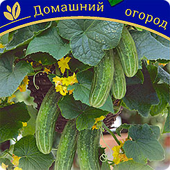 Новинки семян овощных и цветочных культур для выращивания в комнатных условиях.