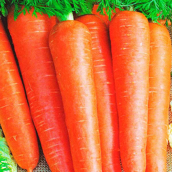 Морковь Номинатор F1, 190 шт. Профессиональные семена