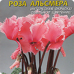 Цикламен персидский Роза Альсмера, 3 шт.