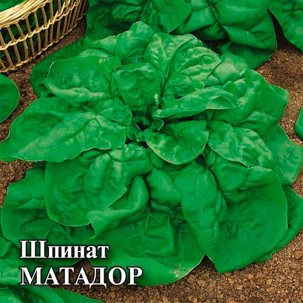 Шпинат Матадор, 100 г Профессиональная упаковка