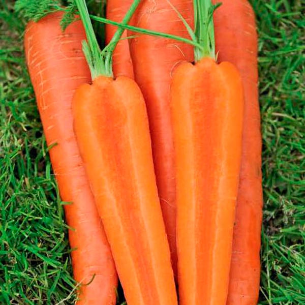 Морковь Аурантина F1, 150 шт. Enza Zaden Профессиональные семена