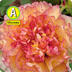 Пион древовидный JIN GE (ЗОЛОТОЙ ЛАРЕЦ), 1 шт. Пион древовидный JIN GE (ЗОЛОТОЙ ЛАРЕЦ), 1 шт.