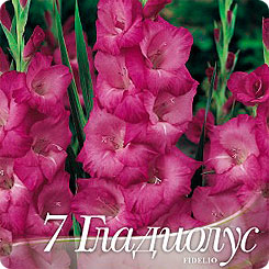 Гладиолус крупноцветковый FIDELIO, 7 шт. Гладиолус крупноцветковый FIDELIO, 7 шт.