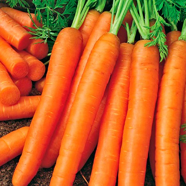 Морковь Небула F1, 150 шт. Seminis Профессиональные семена	