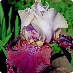 Ирис бородатый BURGEMEISTER, 1 шт.