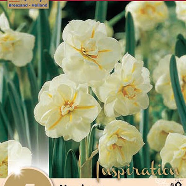 Нарцисс многоцветковый (Танацета) SIR WINSTON CHURCHILL, 5 шт. 