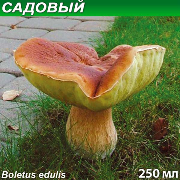 Грибница субстрат микоризный Белый гриб Садовый, 250 мл