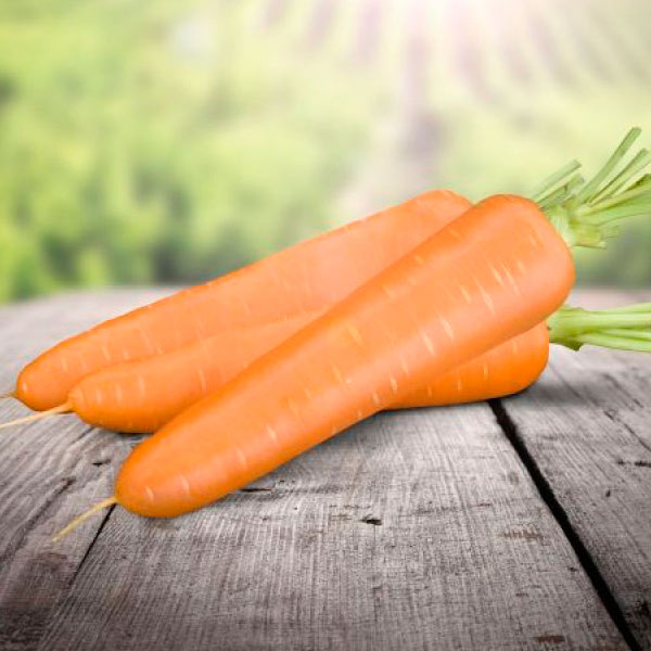Морковь Олимпо F1, 0,5 г Голландская линия