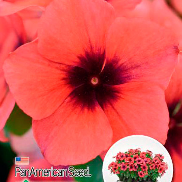 Катарантус розовый (Винка) Тату Папайя, 5 шт. PanAmSeeds Профессиональные семена
