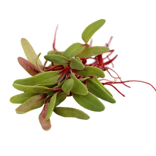 Микрозелень Мангольд красный Гранат Элит мини, 20 г Профессиональная упаковка