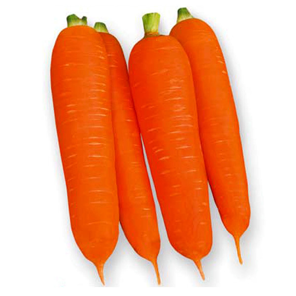 Морковь Теракота F1, 1 г Takii