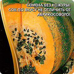 Тыква Абрикосовая, 3 шт. Семена премиум класса