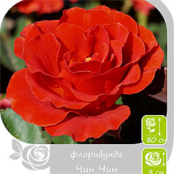 Роза Флорибунда ЧИН ЧИН, 1 шт. NEW