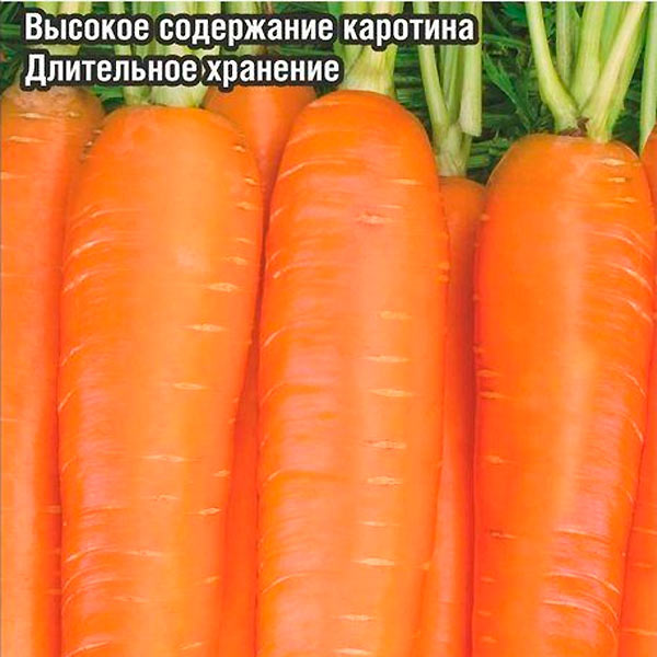 Морковь Нина, 2 г Проверено в Сибири