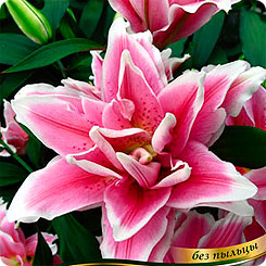 Лилия восточная махровая ROSELILY® NATALIA, 2 шт.