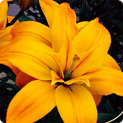 Лилия азиатская махровая GOLD TWIN, 2 шт. 