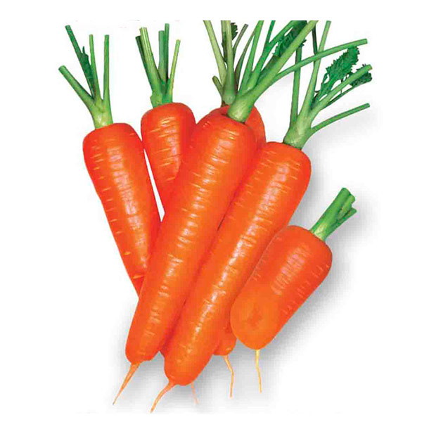 Морковь Рекс F1, 1 г Marutane