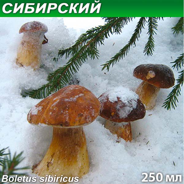 Грибница субстрат микоризный Белый гриб Сибирский, 250 мл