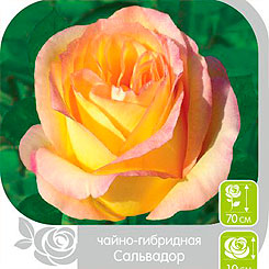 Роза чайно-гибридная САЛЬВАДОР, 1 шт. NEW