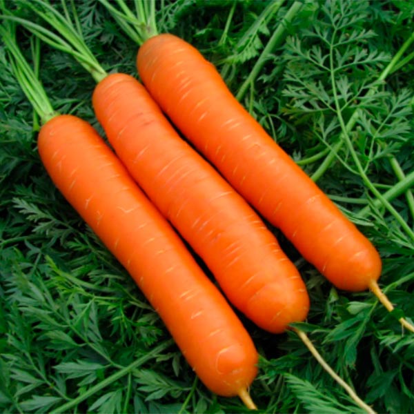 Морковь Краса Севера F1, 0,5 г Сибирь Урожайная