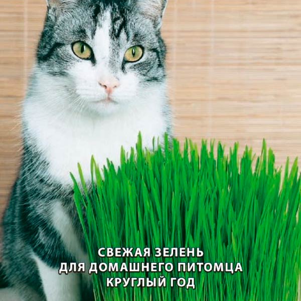 Трава для кошек Скакун, 10 г