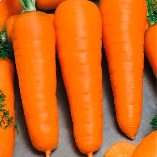 Морковь Сильвано F1, 0,5 г