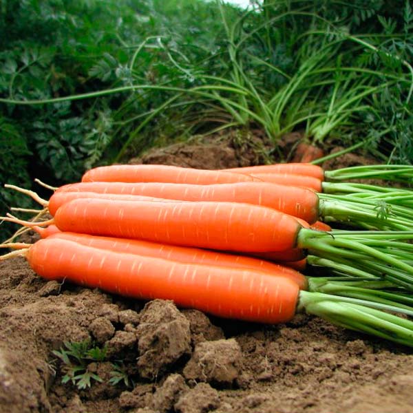 Морковь Дордонь F1, 0,5 г Голландская линия