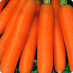 Морковь Бейби F1, 2 г Авторские сорта и гибриды
