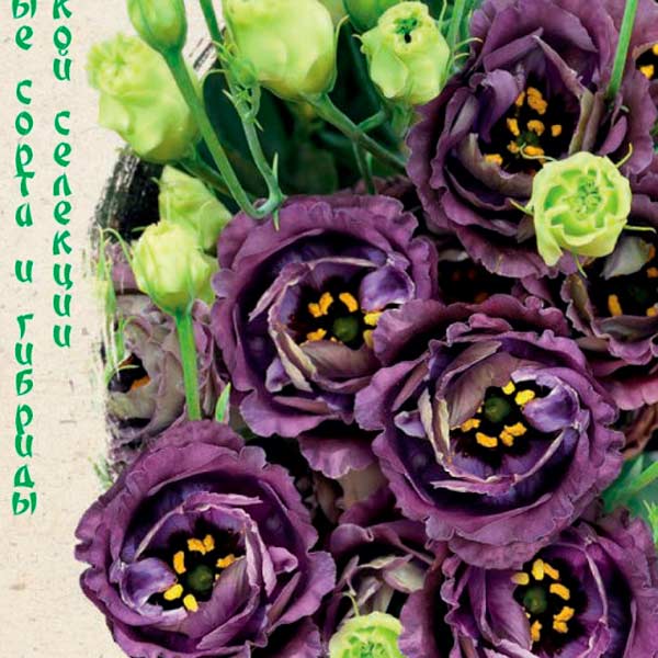 Эустома крупноцветковая Розалина Черная жемчужина F1, 4 шт. Sakata Элитные сорта и гибриды