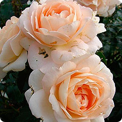 Роза Флорибунда MARIE ANTOINETTE, 1 шт. 