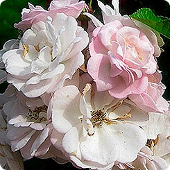 Роза плетистая PERENNIAL BLUSH, 1 шт. 