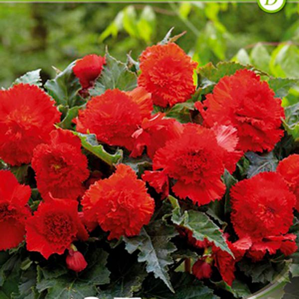 Бегония FIMBRIATA RED, 3 шт.