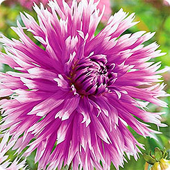 Георгин бахромчатый TABLE DANCER, 1 шт.