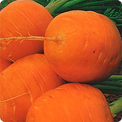 Морковь Полярная клюква, 1 г Северные овощи