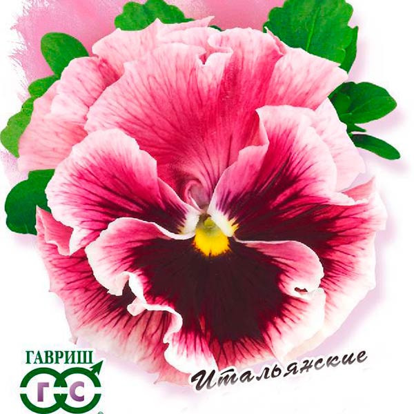Виола Виттрока Фламенко Розовая F1, 10 шт. Farao Итальянские сорта и гибриды