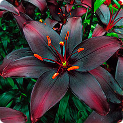 Лилия азиатская QUEEN OF THE NIGHT, 2 шт.