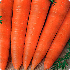 Морковь Красный великан, 2 г
