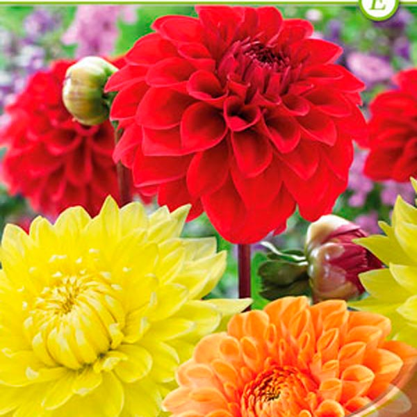 Георгин декоративный ORANGE/YELLOW/RED MIXED, 3 шт. NEW