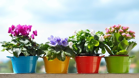 Цветущие растения для дома и сада - новинки!