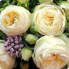 Роза чайно-гибридная WEDDING PIANO, 1 шт.