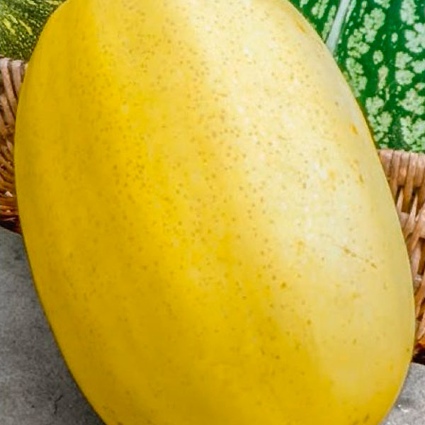 Тыква Болгарка (Дамский ноготь), на семечки, 2 г