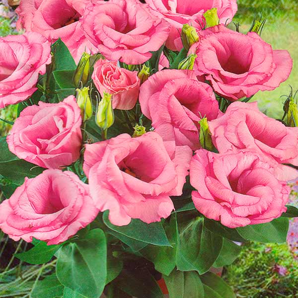 Эустома горшечная крупноцветковая махровая Рози Розовая F1, 5 шт. Takii Seed
