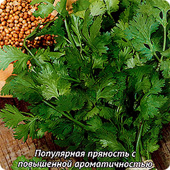 Кориандр (кинза) овощной Бородинский, 3 г Авторские сорта и гибриды