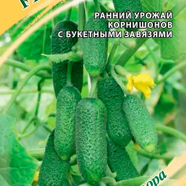 Огурец Луховицкий F1, 10 шт. Семена от автора