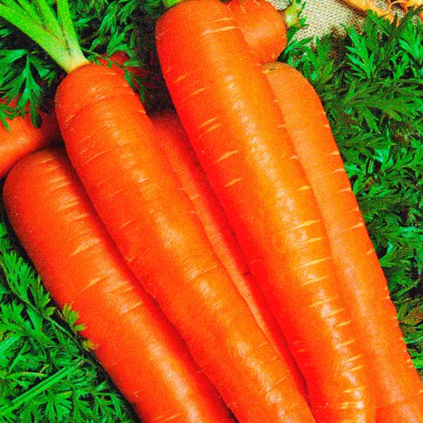 Морковь Фидра F1, 190 шт. Профессиональные семена