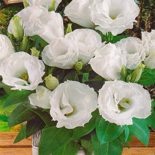 Эустома горшечная крупноцветковая махровая Рози Белая F1, 5 шт. Takii Seed