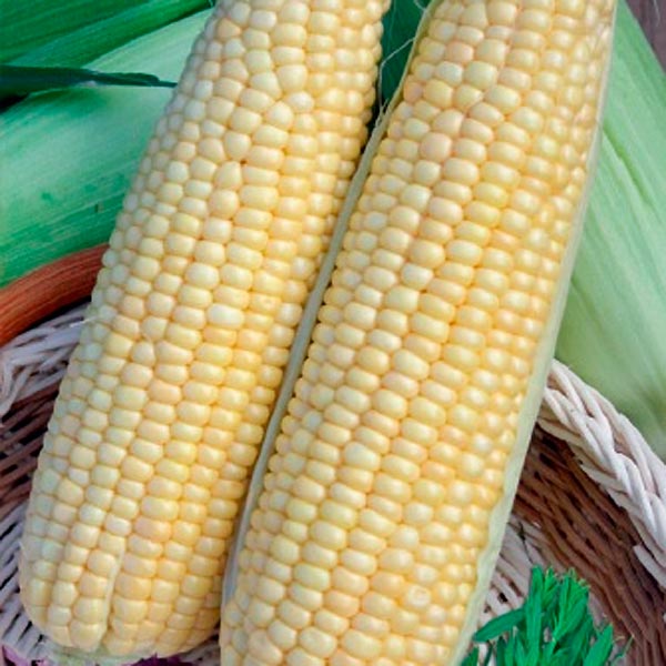 Кукуруза сахарная Ника 353, 4 г